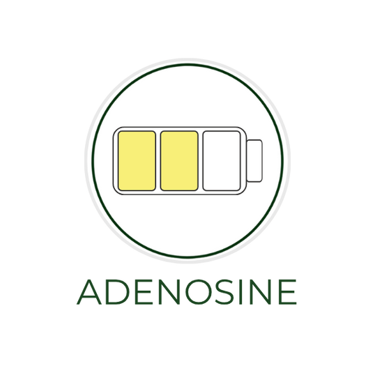 White circular icon featuring a molecular structure illustration, with the ingredient name "Adenosine" displayed on the image, alongside the Skin TOGO website.